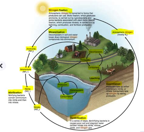 Study with Quizlet and memorize flashcards containing terms like While an important source of freshwater, groundwater is not as widely used as rivers and springs. . Environmental science quizlet